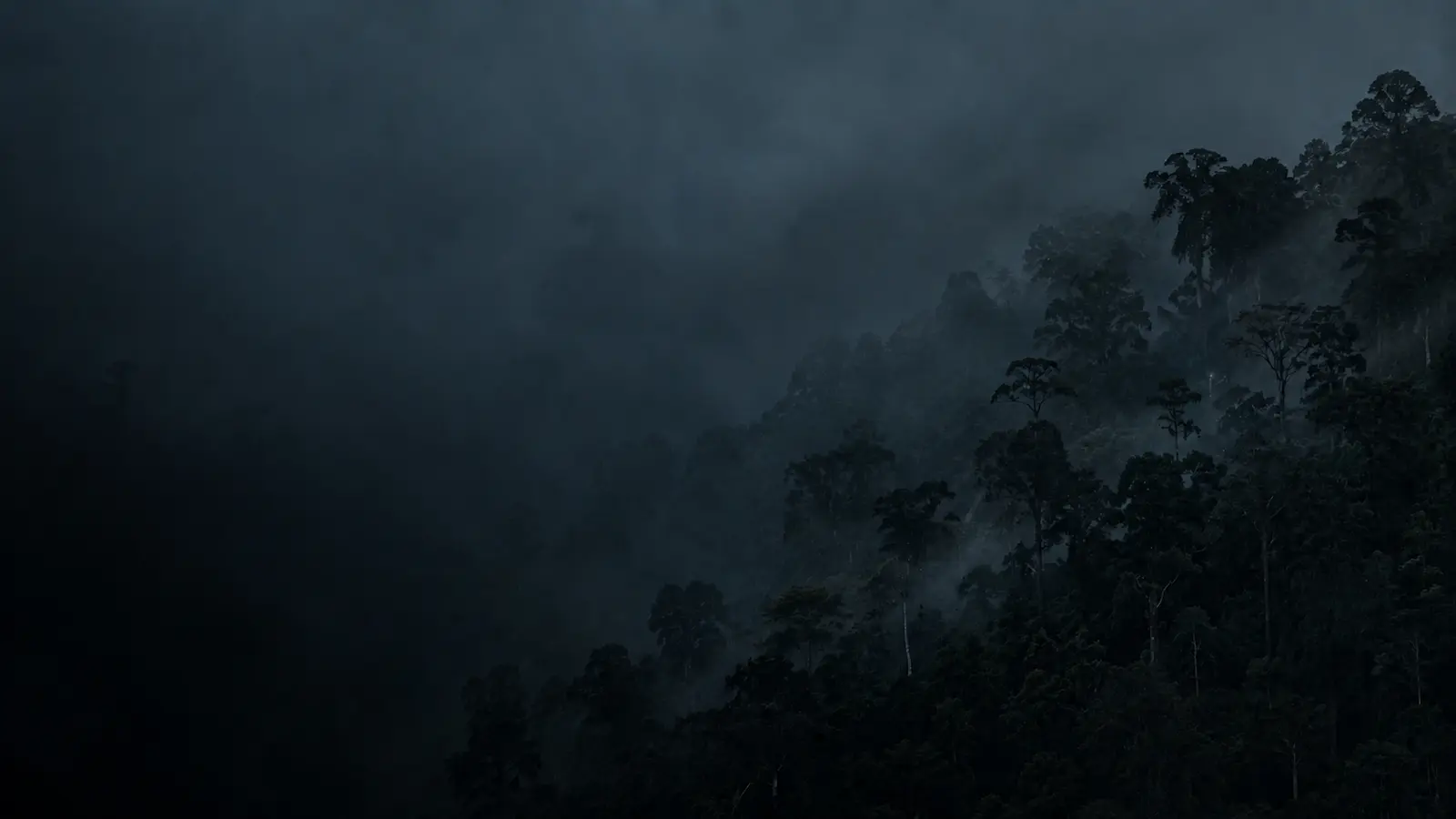 Dark misty jungle treeline at dusk.